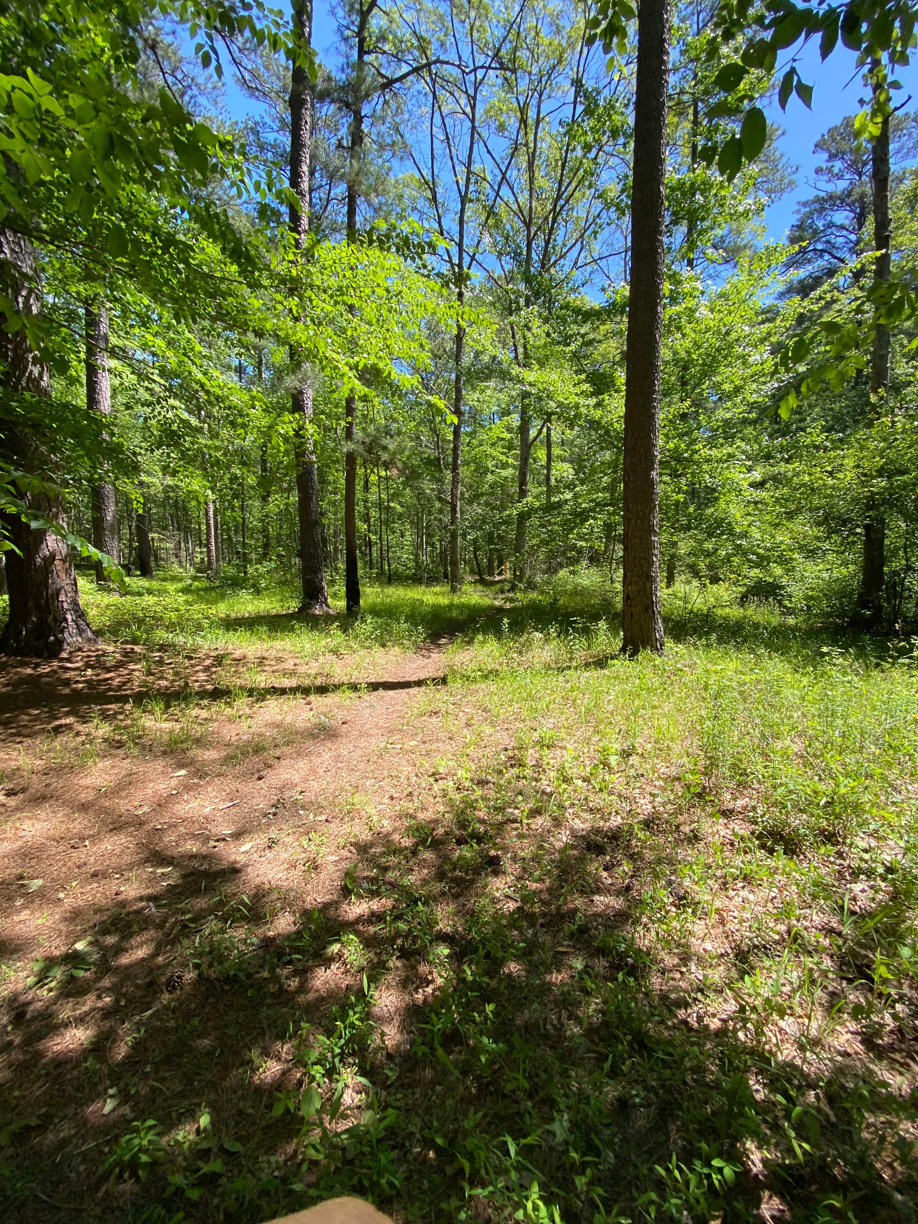 Camper-submitted photo at Chinnabee Silent Trail Backcountry Site 2 near Columbiana, AL