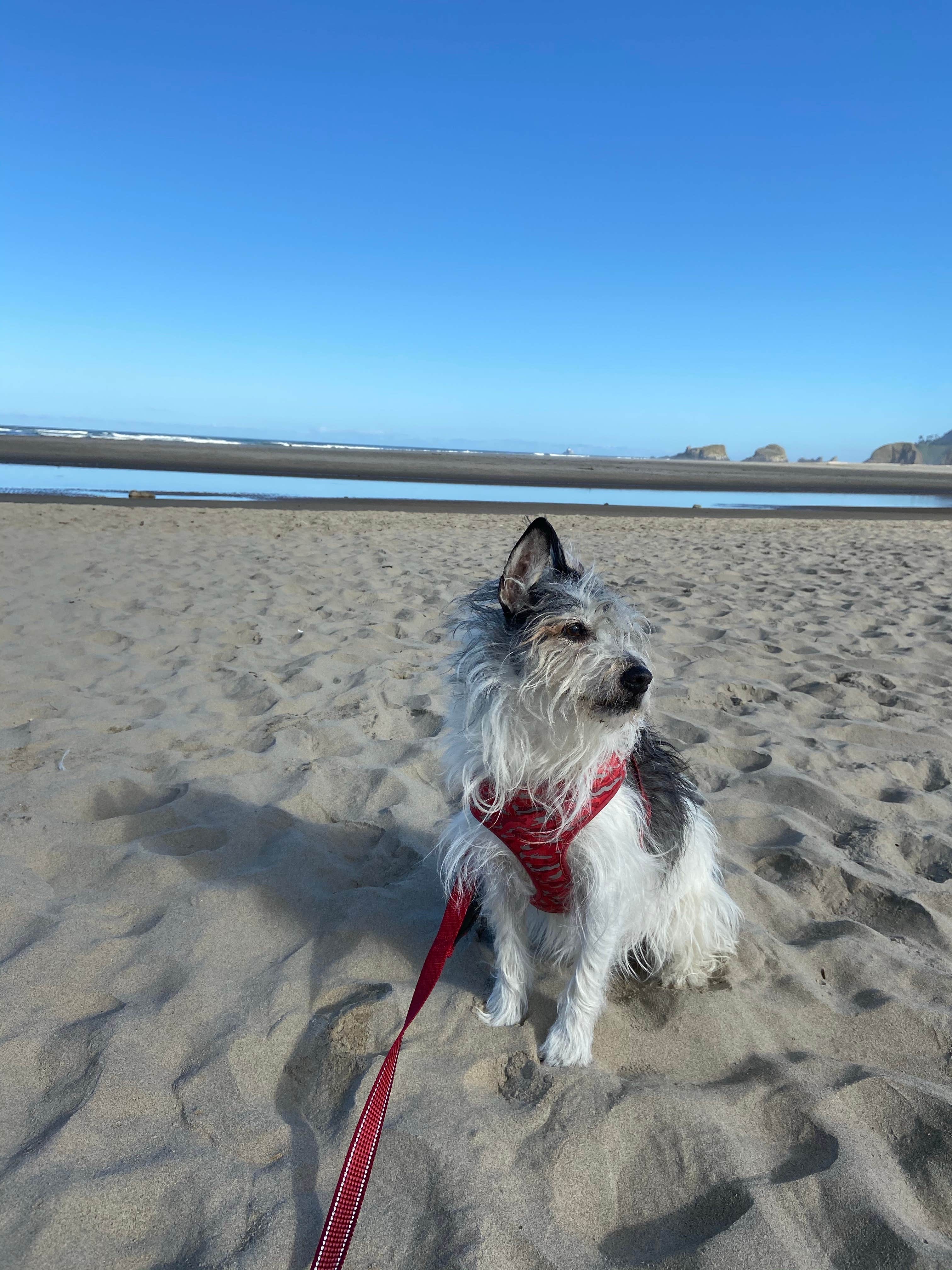 Vivi W.'s photo of camping with pets at Cannon Beach RV Resort near Astoria, OR