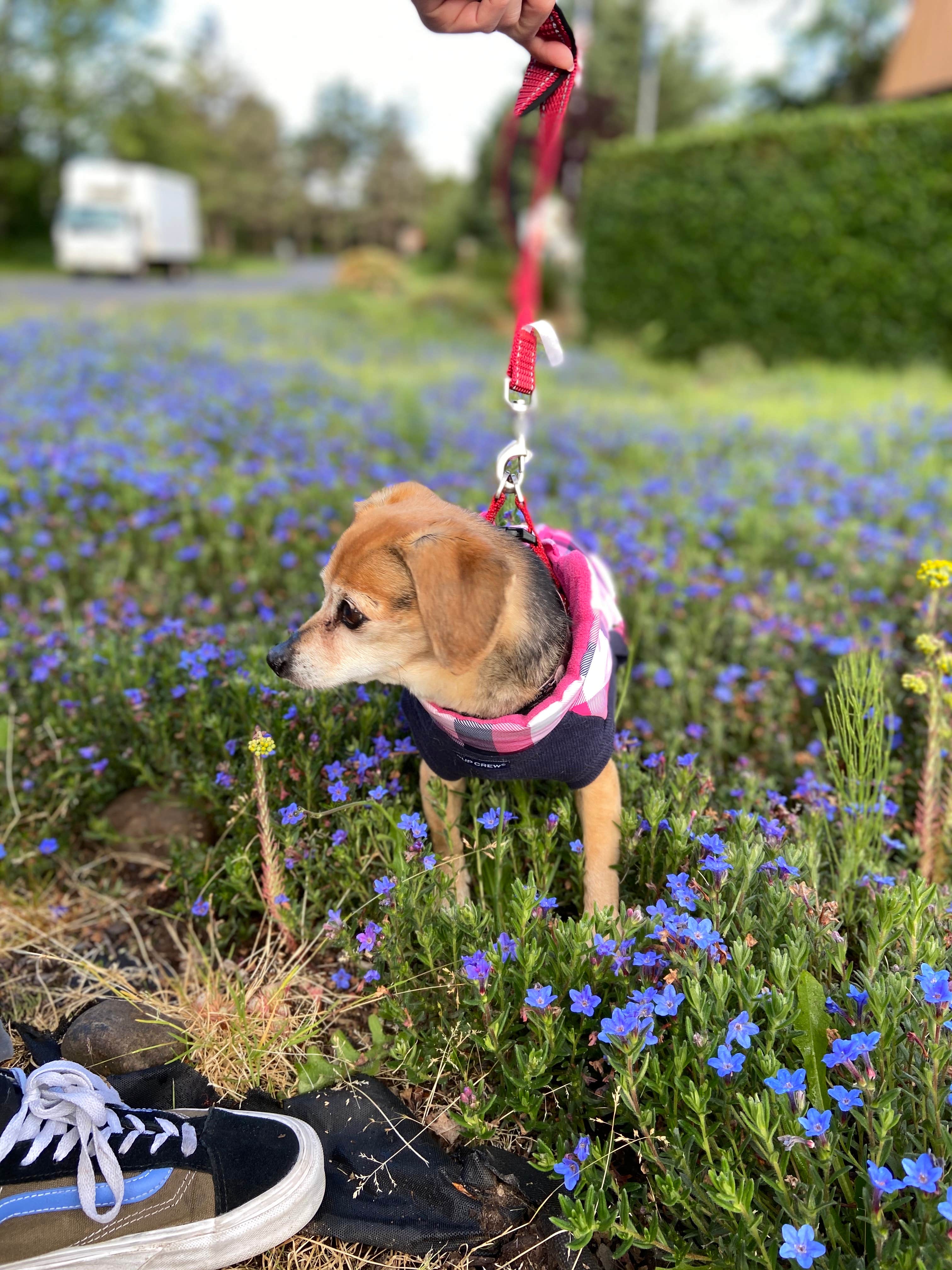 Vivi W.'s photo of camping with pets at Cannon Beach RV Resort near Astoria, OR