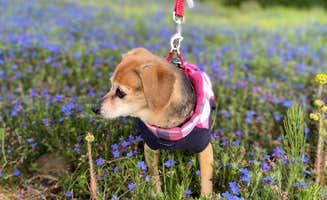 Vivi W.'s photo of camping with pets at Cannon Beach RV Resort near Cannon Beach, OR