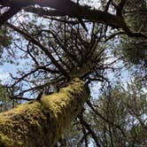 Review photo of Cannon Beach RV Resort by Vivi W., June 19, 2020