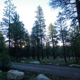 Review photo of Tusayan-Montane — Grand Canyon National Park by Jeanene A., July 2, 2016