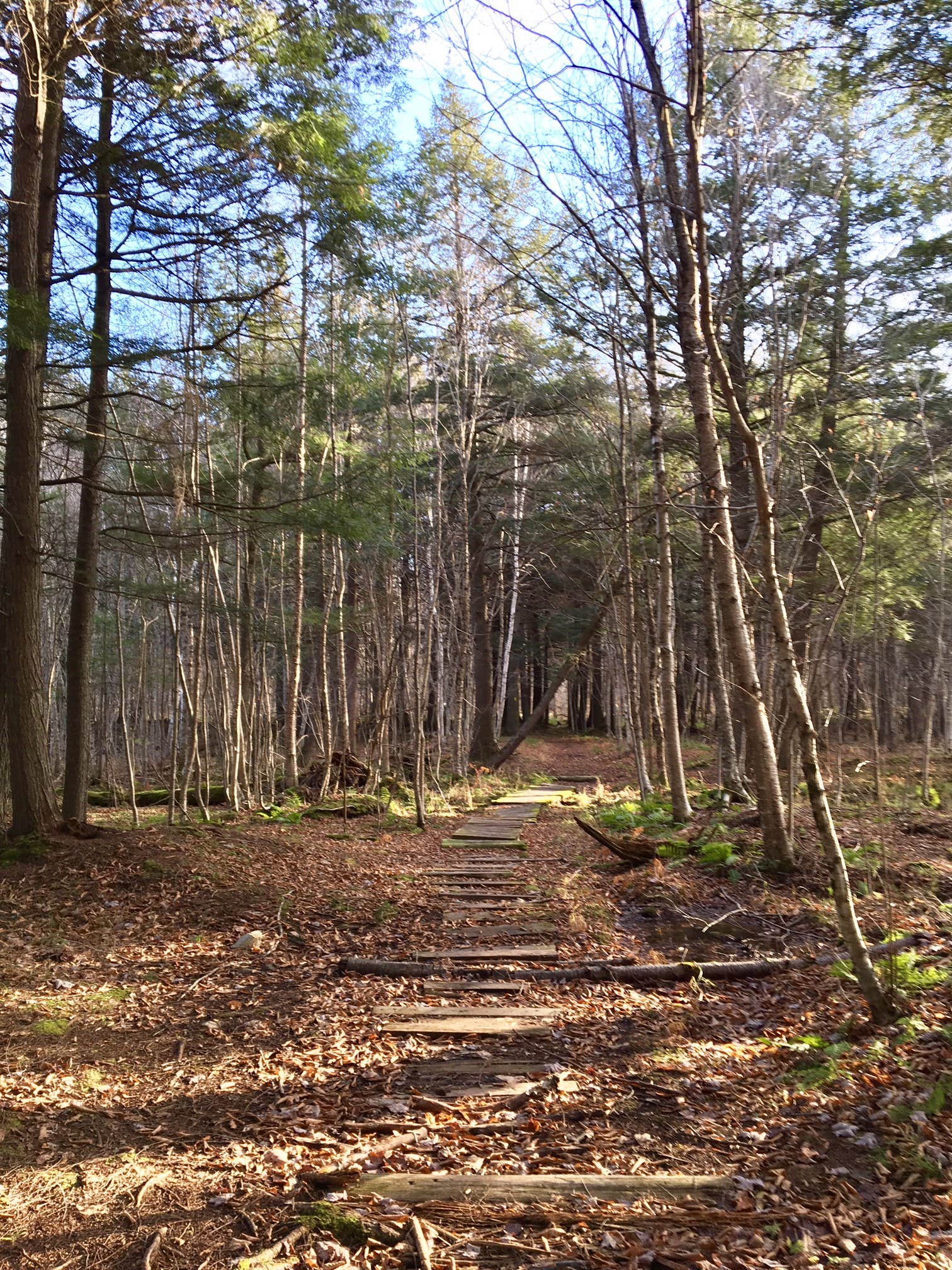 Camper submitted image from Sailor Creek Campsite - 2