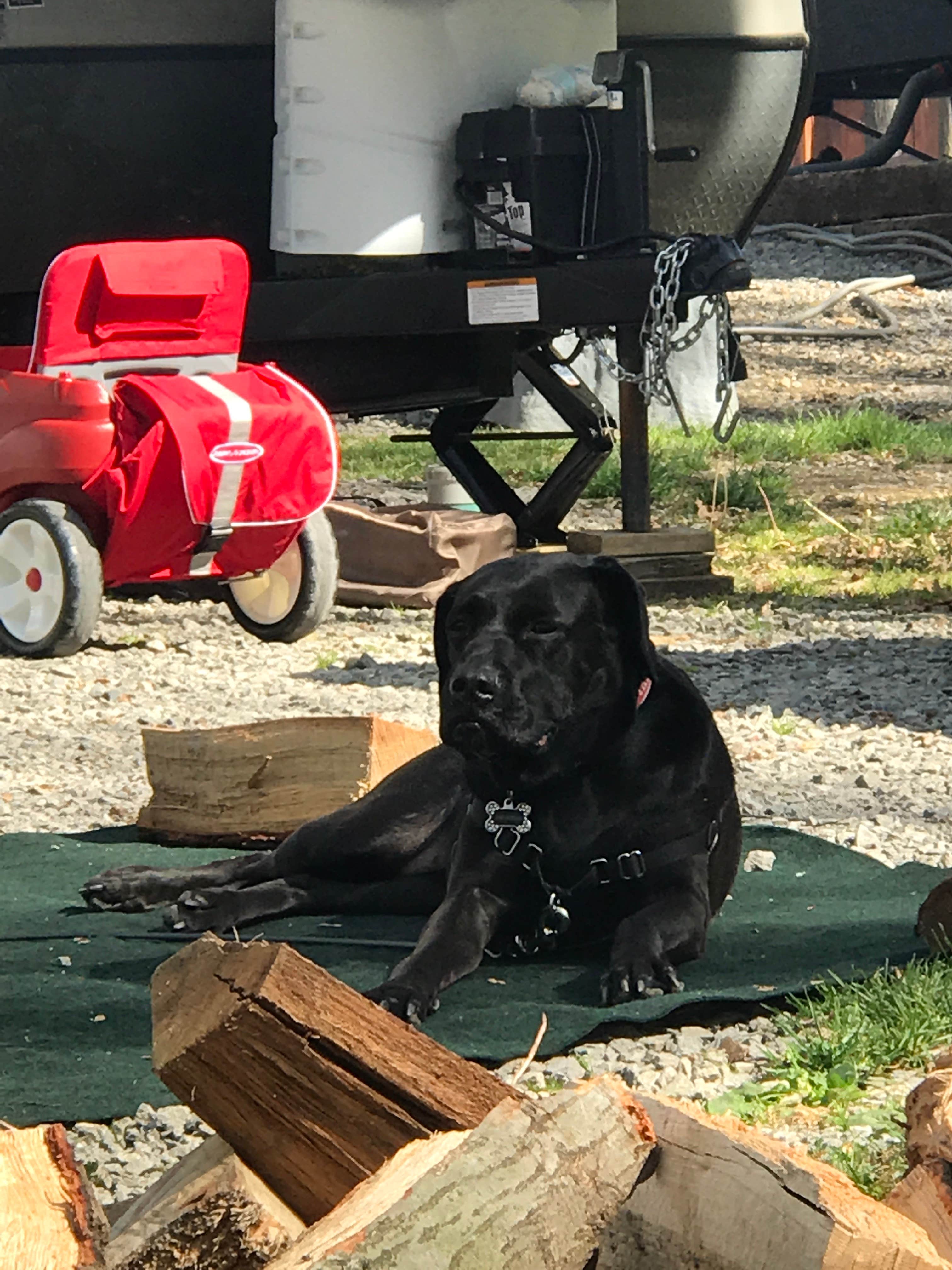 Chuck E.'s photo of camping with pets at Jellystone Park at Kozy Rest near Poland, OH