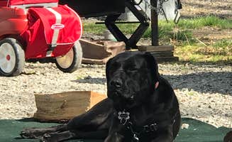 Chuck E.'s photo of camping with pets at Jellystone Park at Kozy Rest near Rouseville, PA