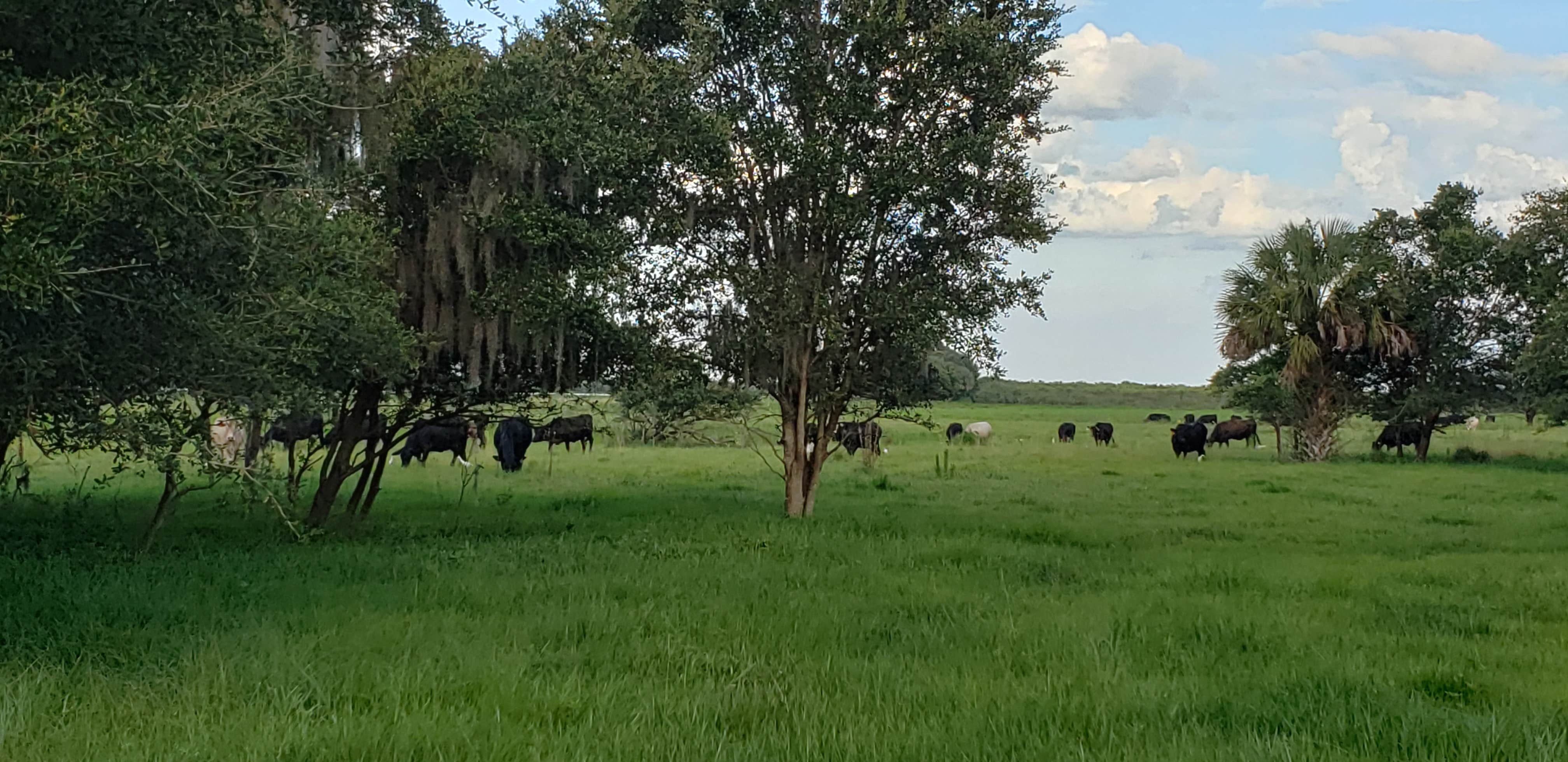 Camper-submitted photo at Coleman Landing at Shady Oaks near Nalcrest, FL
