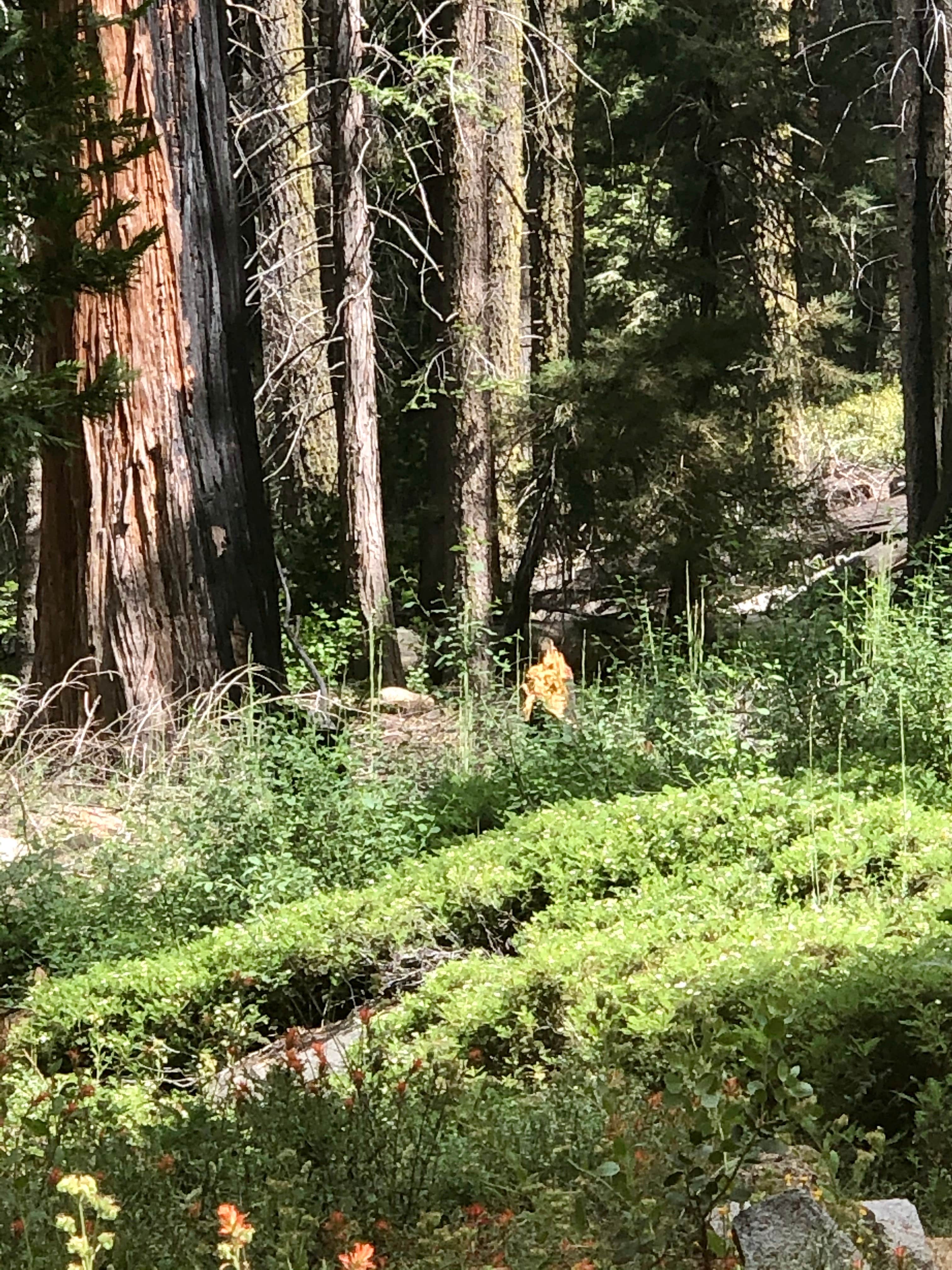 Camping near Wishon Campground: Shake Camp - State Forest, Camp Nelson, California