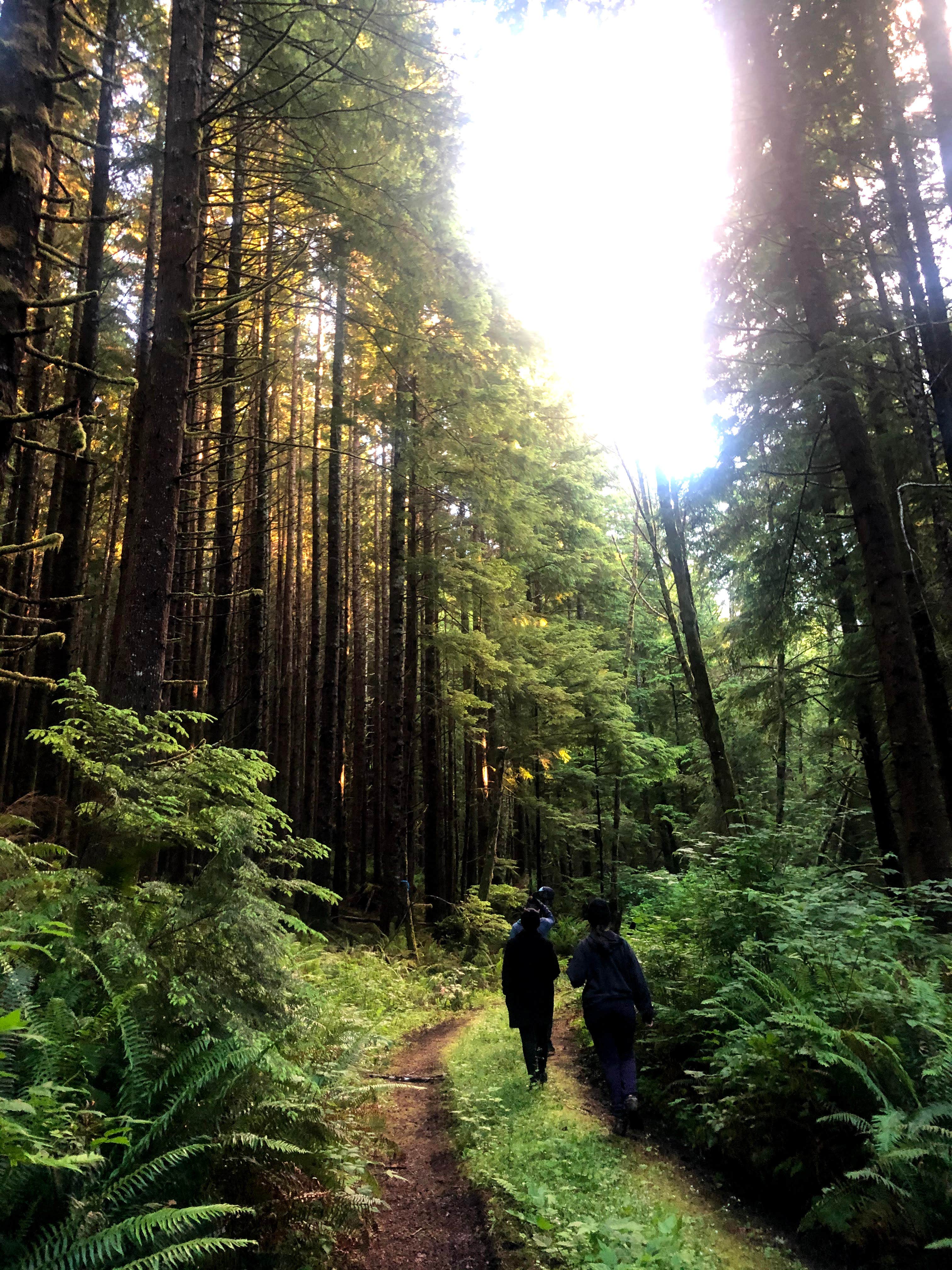 Camper submitted image from Siuslaw National Forest Dispersed Camping - 3