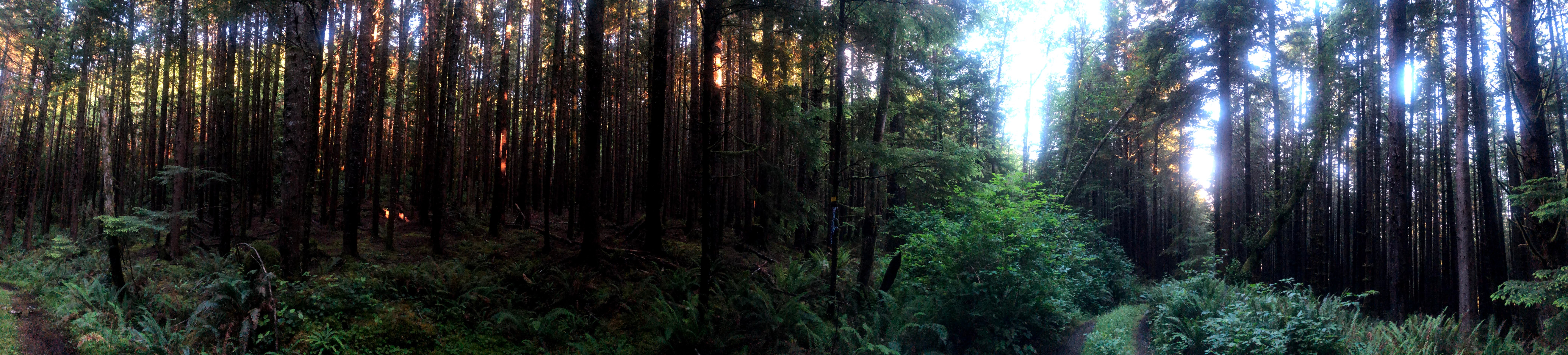 Camper submitted image from Siuslaw National Forest Dispersed Camping - 2