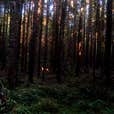 Siuslaw National Forest Dispersed Camping Camping | The Dyrt