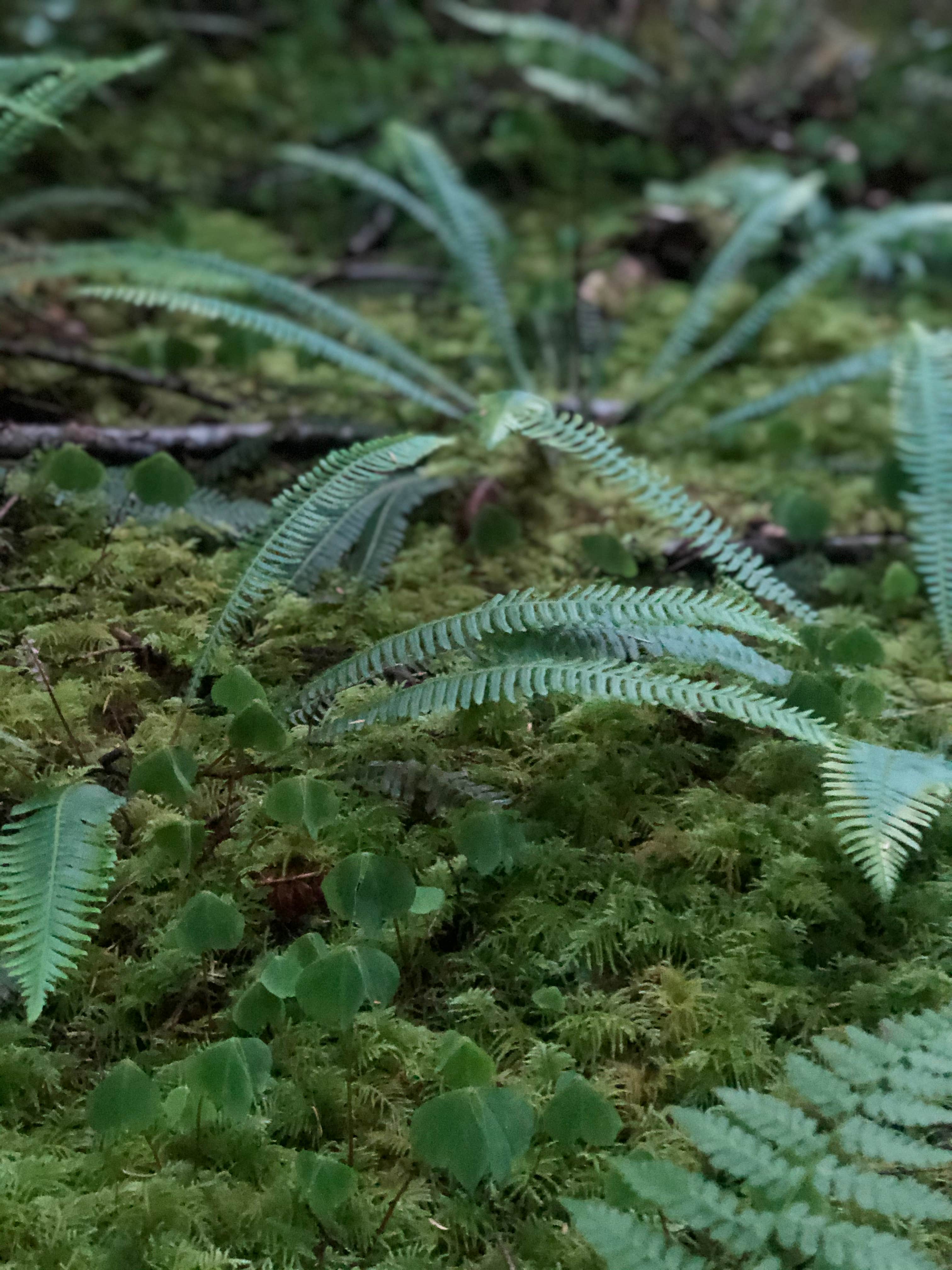 Camper submitted image from Siuslaw National Forest Dispersed Camping - 4