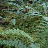 Review photo of Siuslaw National Forest Dispersed Camping by Gene J., June 26, 2020