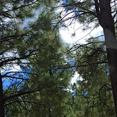 Review photo of Black Canyon Rim Campground (apache-sitgreaves National Forest, Az) by Sara S., June 26, 2020