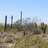 Review photo of Twin Peaks Campground — Organ Pipe Cactus National Monument by Sara S., June 26, 2020