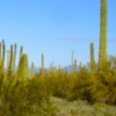 Review photo of Twin Peaks Campground — Organ Pipe Cactus National Monument by Sara S., June 26, 2020