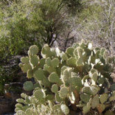 Review photo of Twin Peaks Campground — Organ Pipe Cactus National Monument by Sara S., June 26, 2020