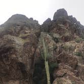 Review photo of Twin Peaks Campground — Organ Pipe Cactus National Monument by Sara S., June 26, 2020