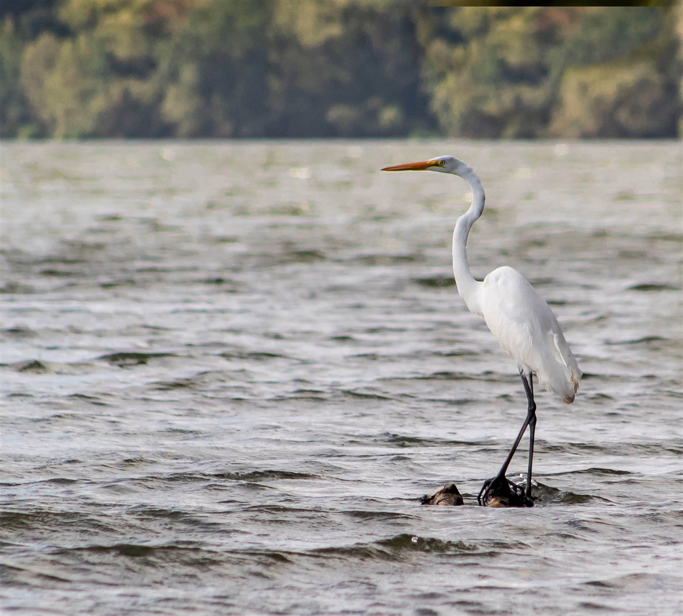 Camping near Still Meadow RV Park: Winnsboro City RV Park, Scroggins, Texas