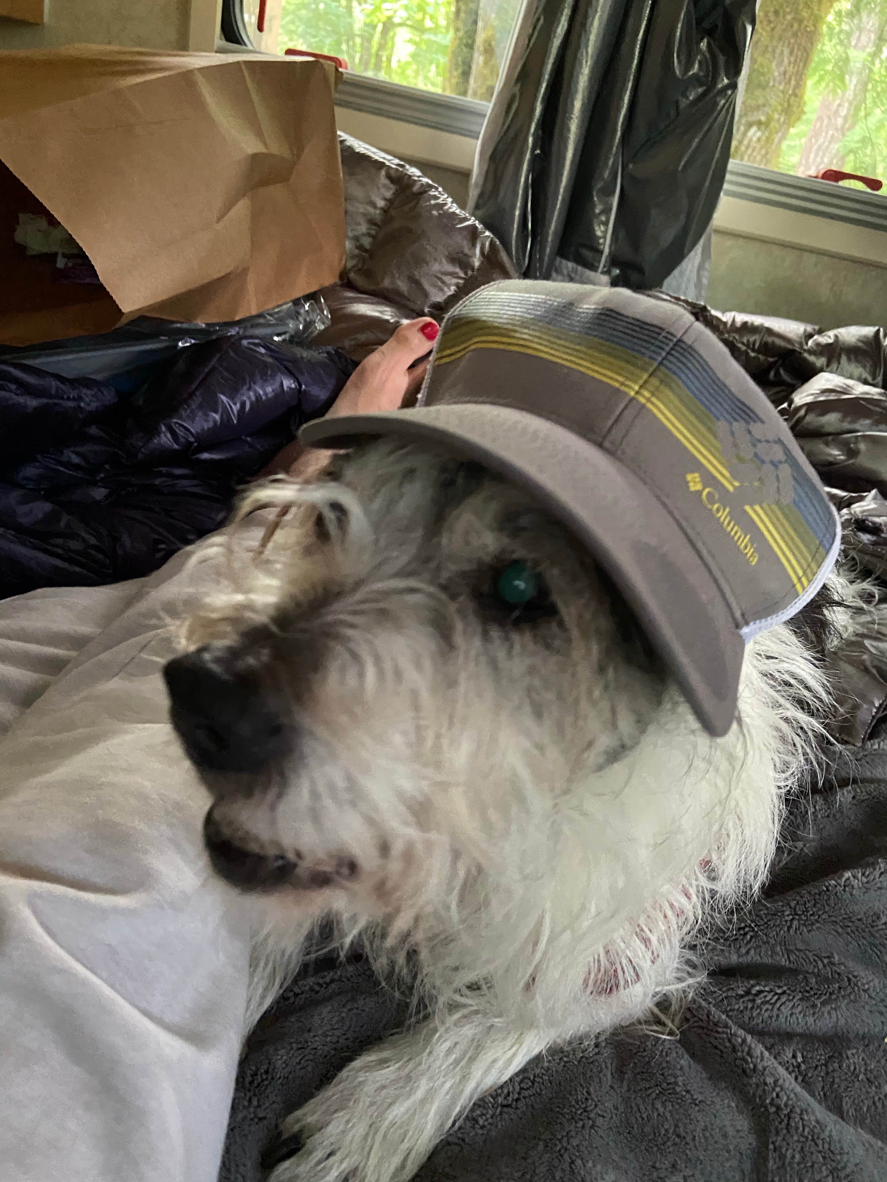 Vivi W.'s photo of camping with pets at Mt Hood Village Resort near Boring, OR