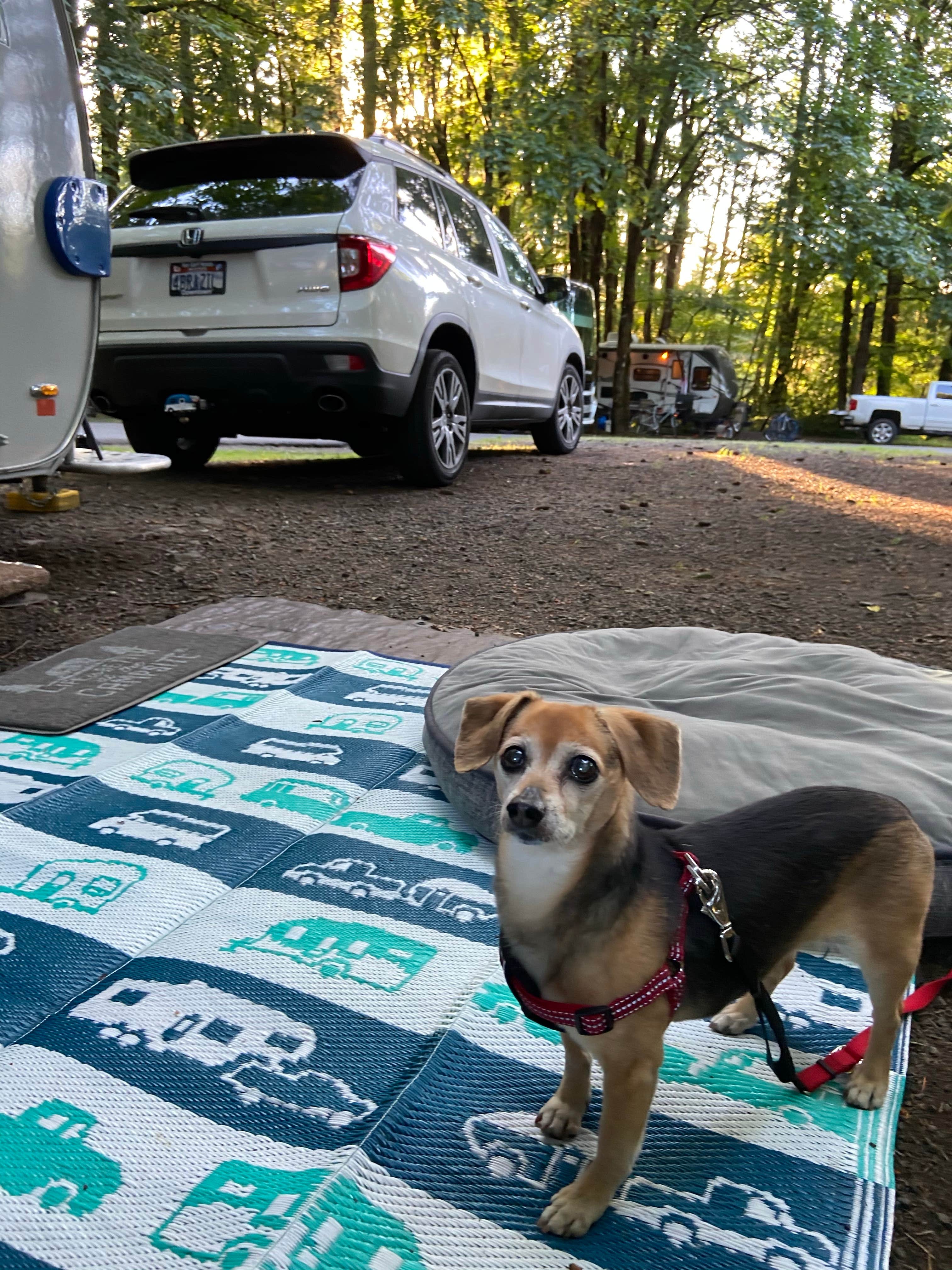 Vivi W.'s photo of camping with pets at Mt Hood Village Resort near Gresham, OR