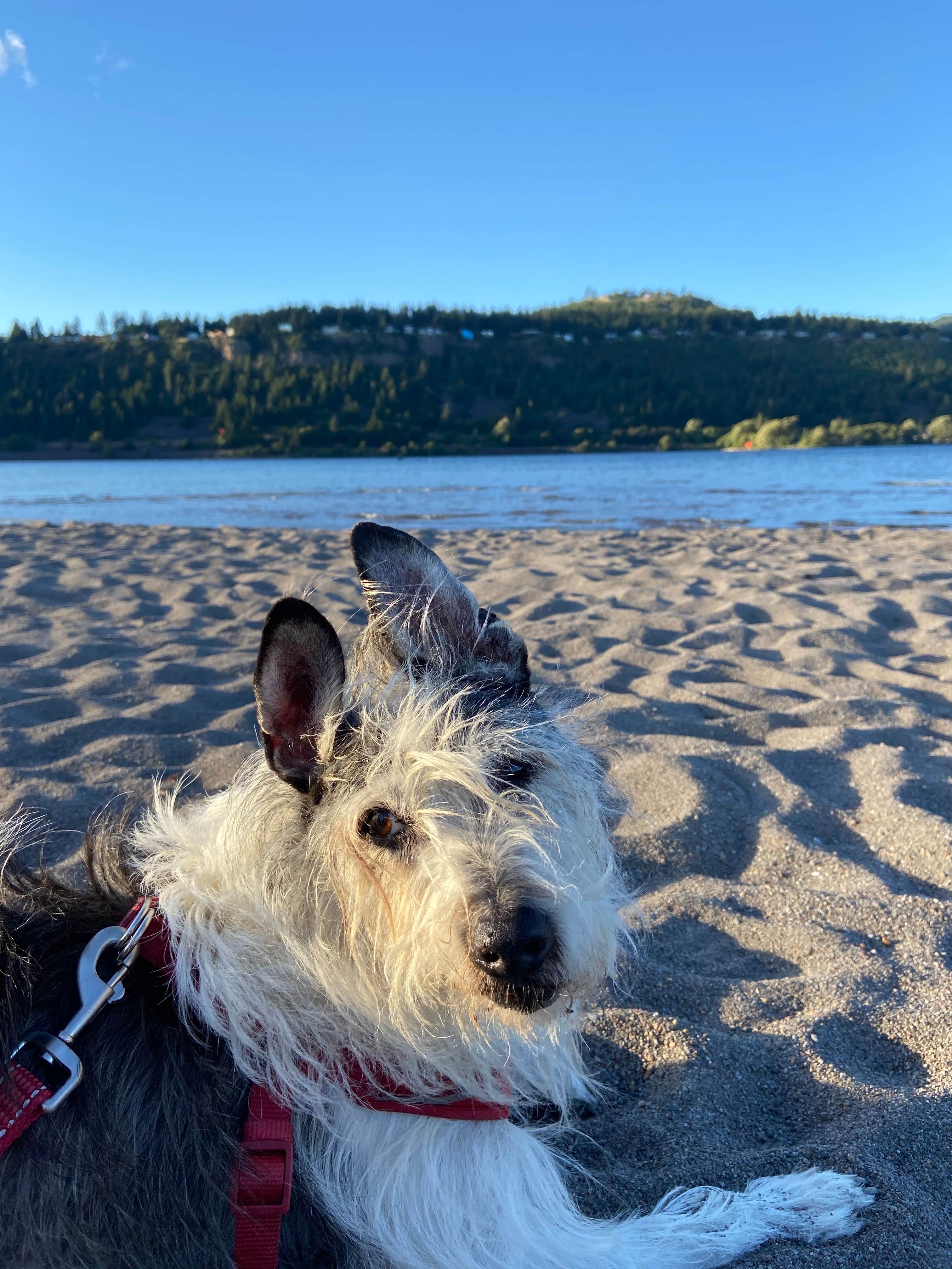 Vivi W.'s photo of camping with pets at Mt Hood Village Resort near Government Camp, OR