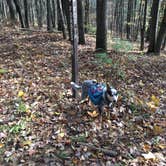 Review photo of Cowans Gap State Park Campground by Shelly S., November 1, 2017