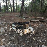 Review photo of Pinhoti Trail Backcountry after passing McDill Point — Cheaha State Park by Ethan K., November 1, 2017