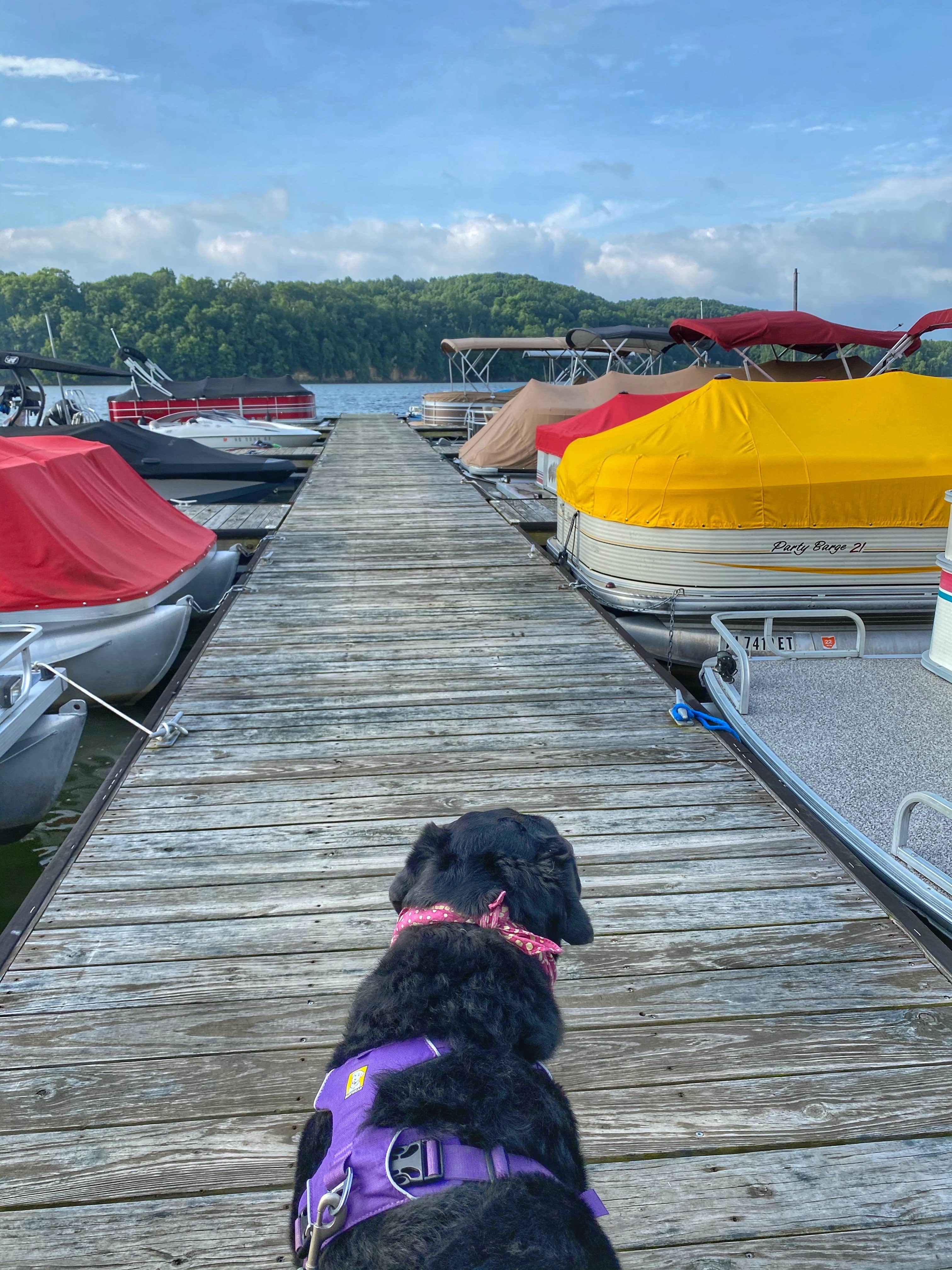 Andrea F.'s photo of camping with pets at Pleasant Hill Lake Park Campground near Galena, OH