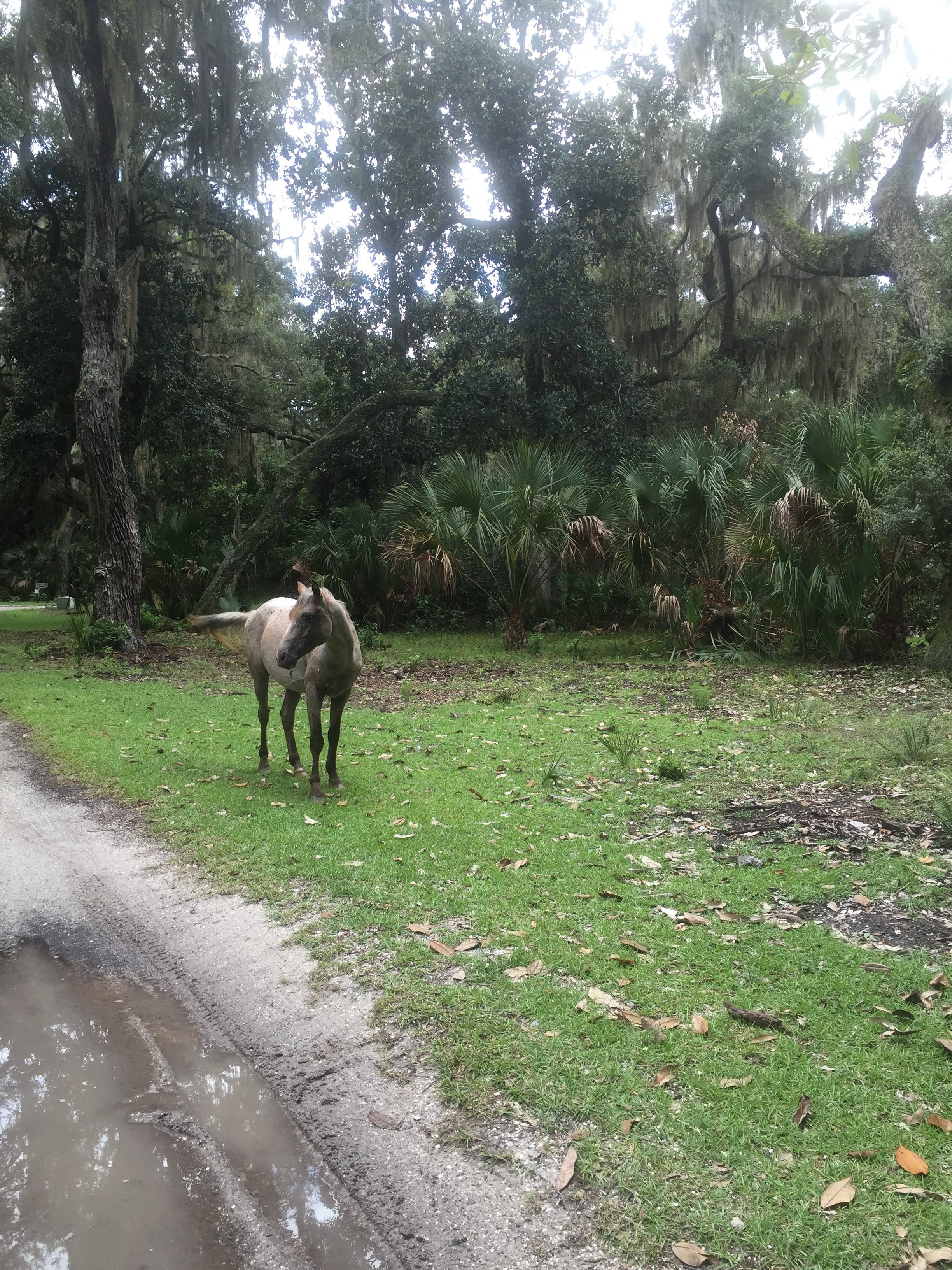 Camper submitted image from Hickory Hill Wilderness Campsite — Cumberland Island National Seashore - 4