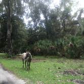 Review photo of Hickory Hill Wilderness Campsite by Elizabeth G., June 27, 2020