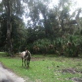 Review photo of Hickory Hill Wilderness Campsite — Cumberland Island National Seashore by Elizabeth G., June 27, 2020