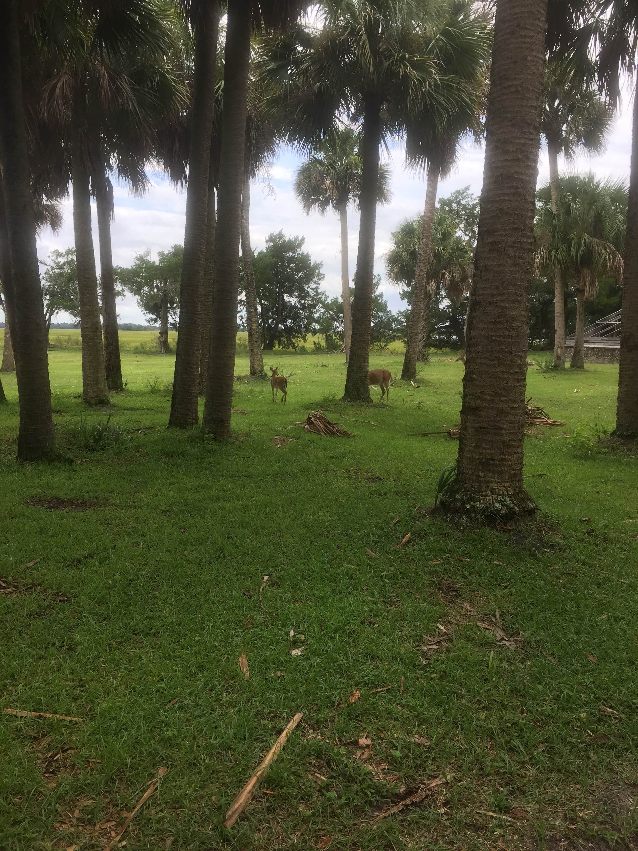 Camper-submitted photo at Hickory Hill Wilderness Campsite — Cumberland Island National Seashore near Cumberland Island National Seashore