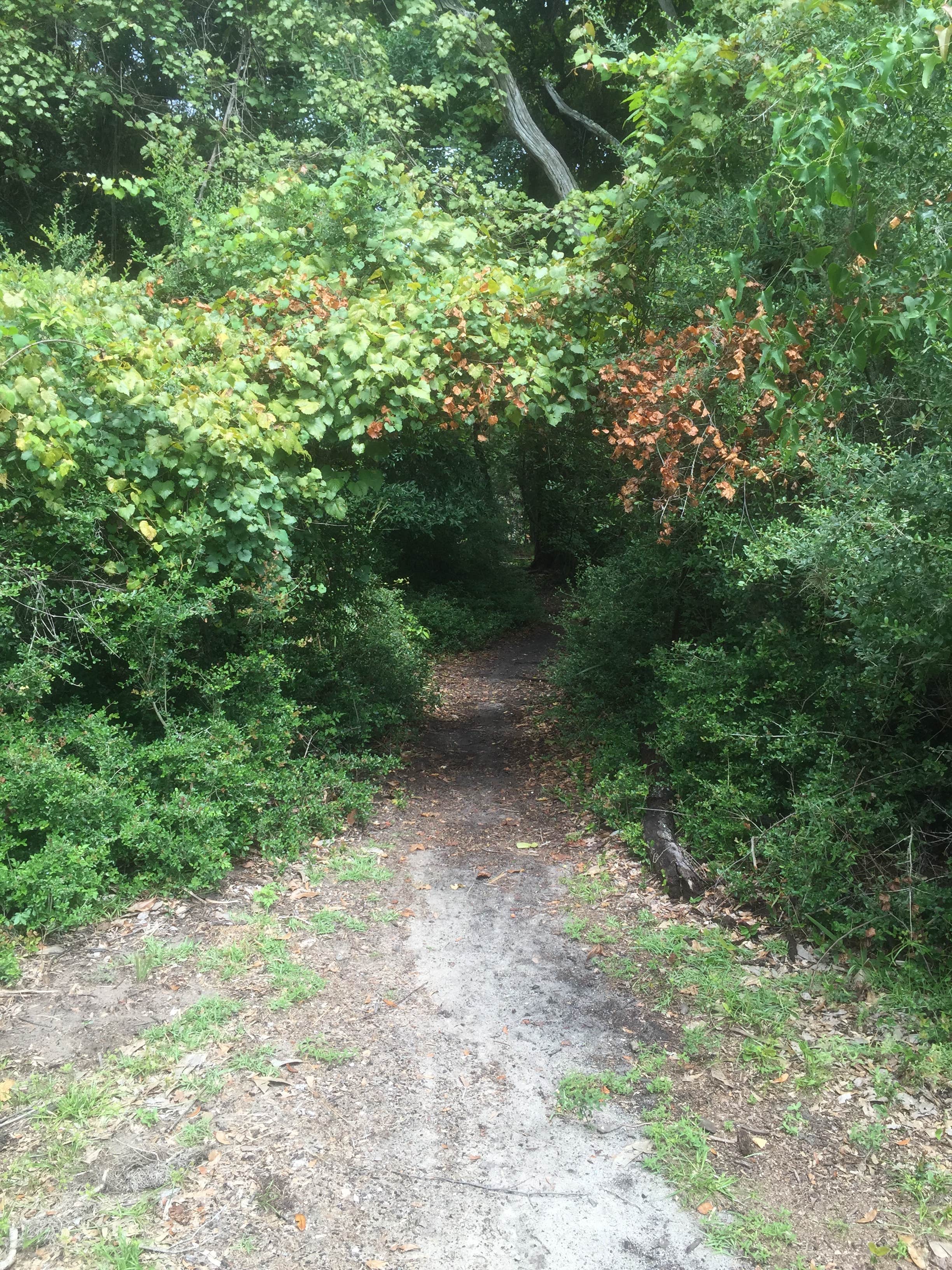 Camper-submitted photo at Hickory Hill Wilderness Campsite — Cumberland Island National Seashore near Cumberland Island National Seashore
