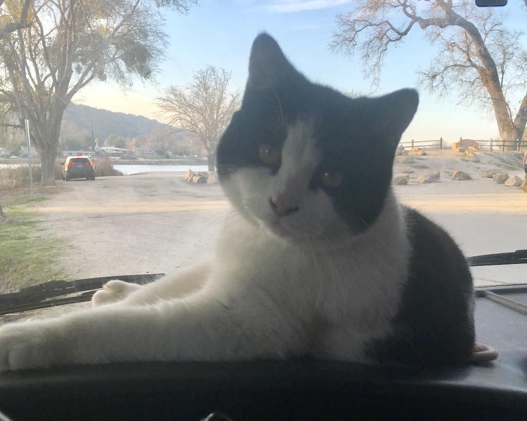 My co-pilot Manx kitten claiming the best seat/view in the RV.