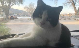 Margaret M.'s photo of camping with pets at Bay Pines Travel Trailer Park near San Luis Obispo, CA