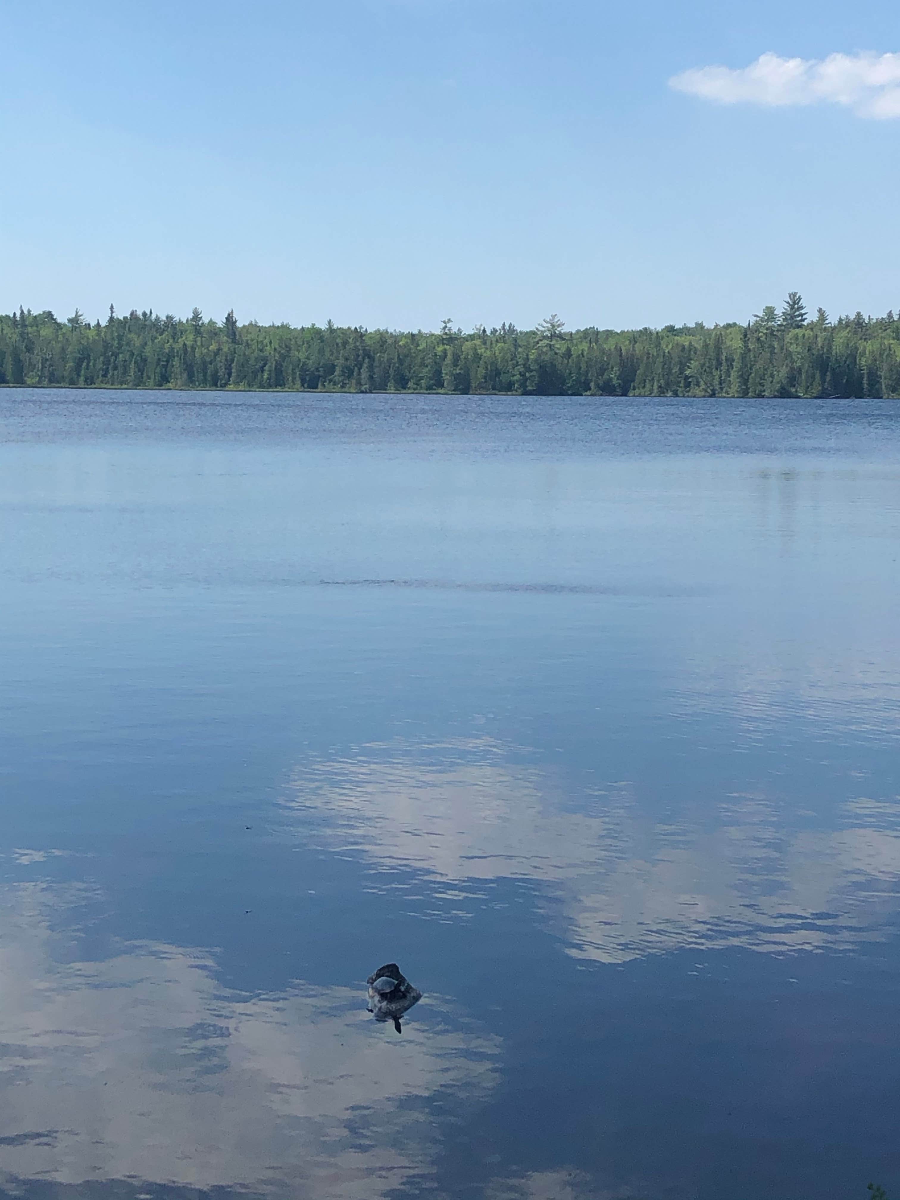 Camper submitted image from Canoe Lake State Forest Campground - 5