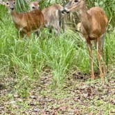 Review photo of Manatee Springs State Park Campground by Denise K., June 27, 2020