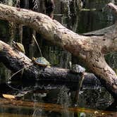 Review photo of Manatee Springs State Park Campground by Denise K., June 27, 2020