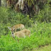 Review photo of T.H. Stone Memorial St. Joseph Peninsula State Park Campground by Denise K., June 27, 2020