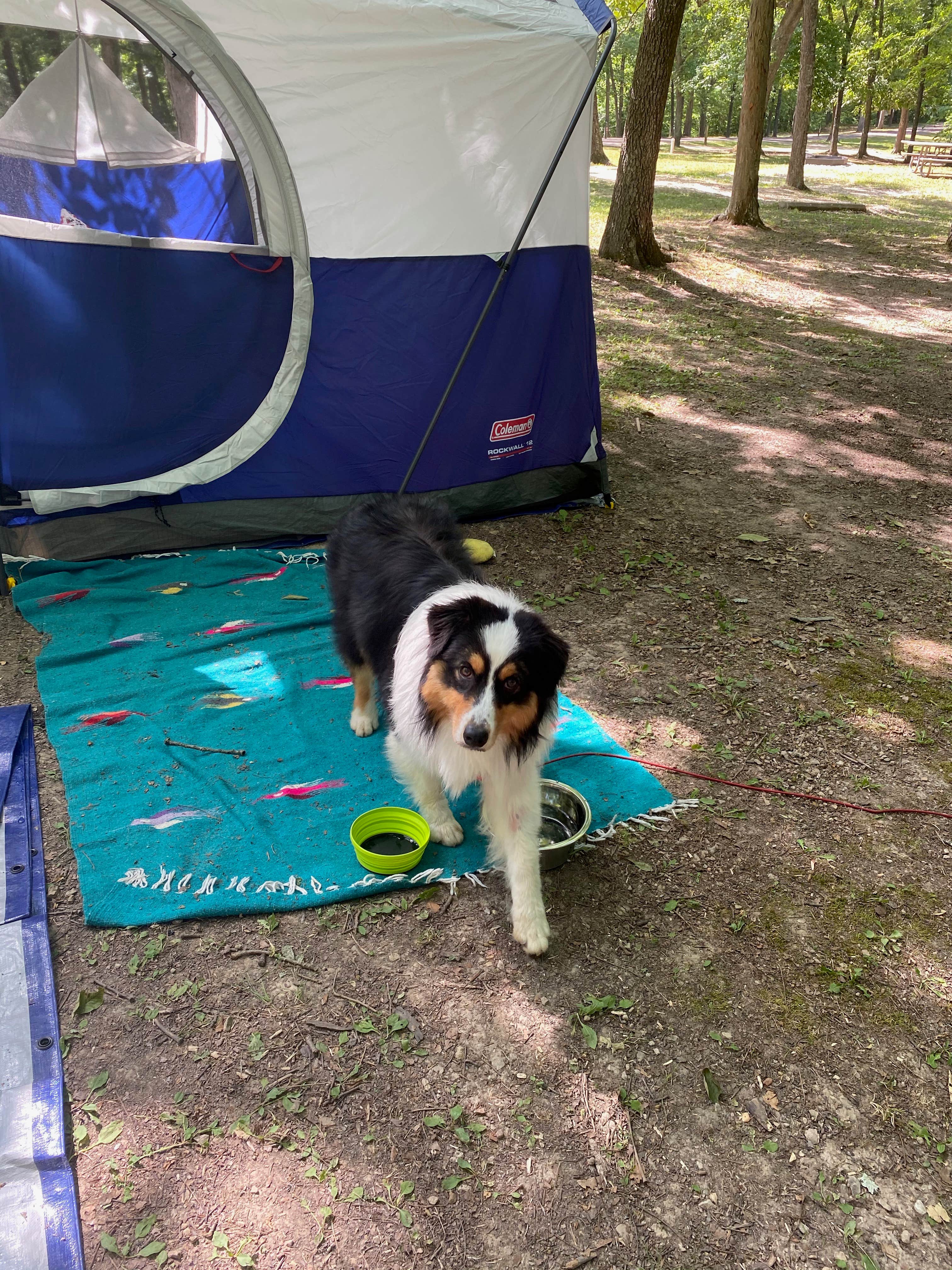 Brooke W.'s photo of camping with pets at Washington State Park Campground near Hillsboro, MO
