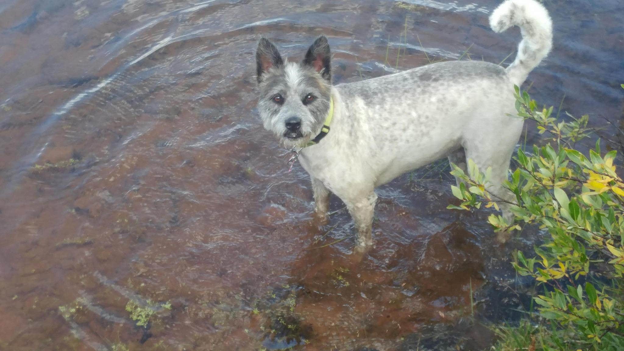 Cortney M.'s photo of camping with pets at Dollar Lake Campsites in Utah