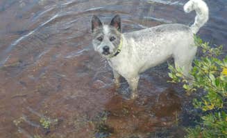 Cortney M.'s photo of camping with pets at Dollar Lake Campsites in Utah