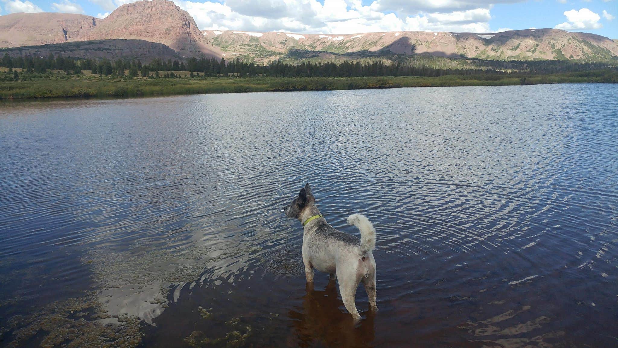 Cortney M.'s photo of camping with pets at Dollar Lake Campsites near Roosevelt, UT