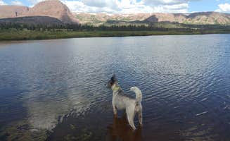 Cortney M.'s photo of camping with pets at Dollar Lake Campsites near Altamont, UT