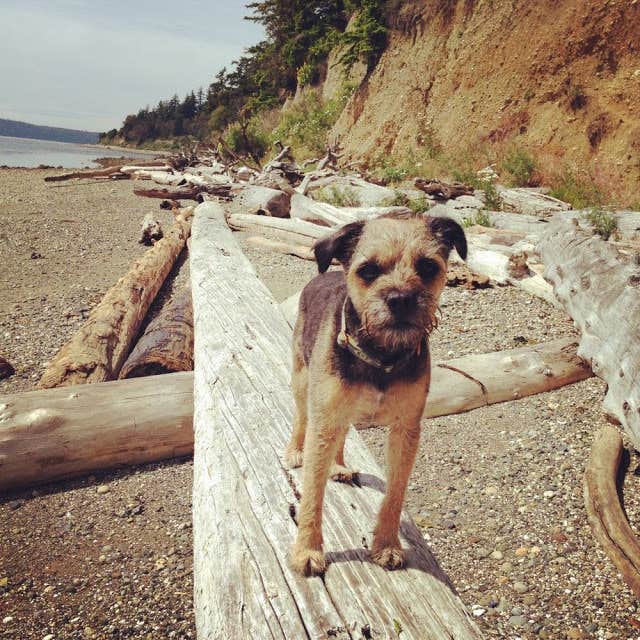 Kayko S.'s photo of camping with pets at Camano Island State Park Campground near Clinton, WA