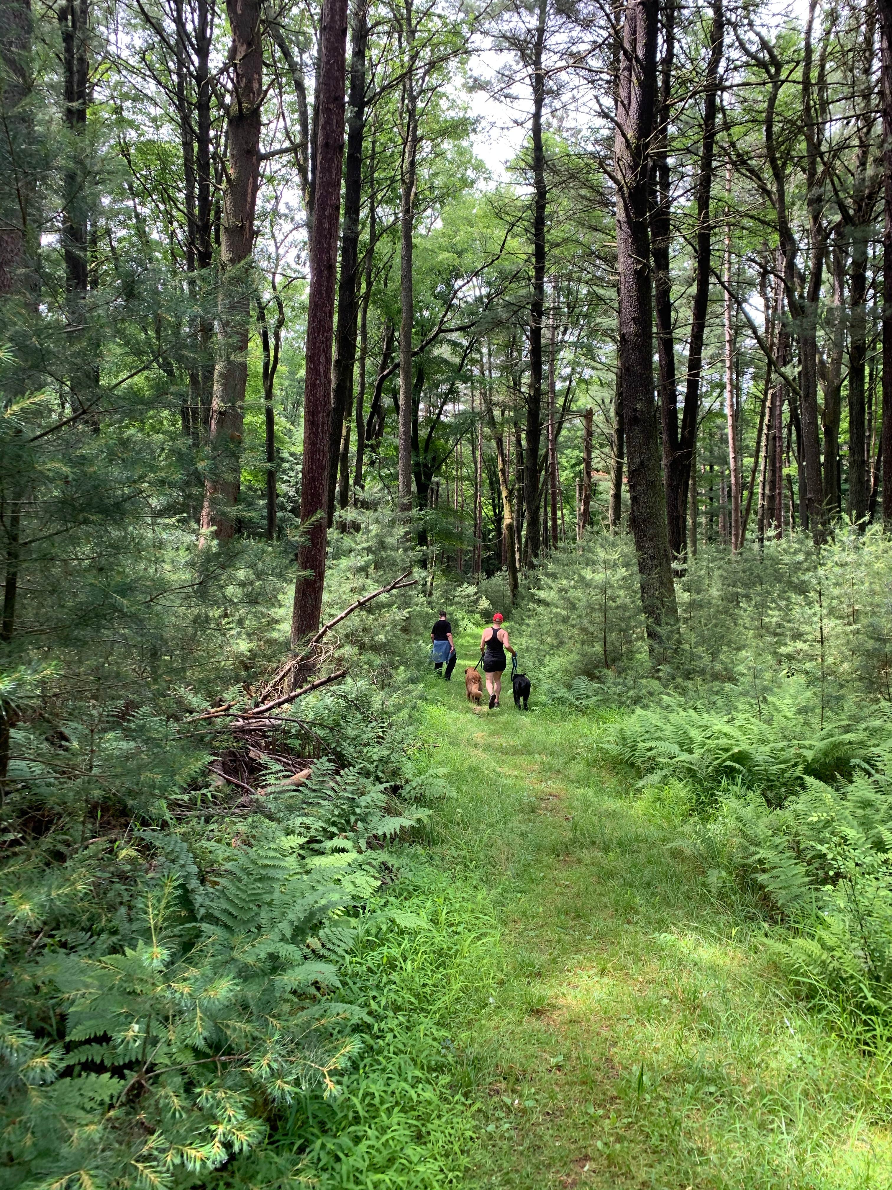 Camper submitted image from Tionesta Rec. Area Campground - 3