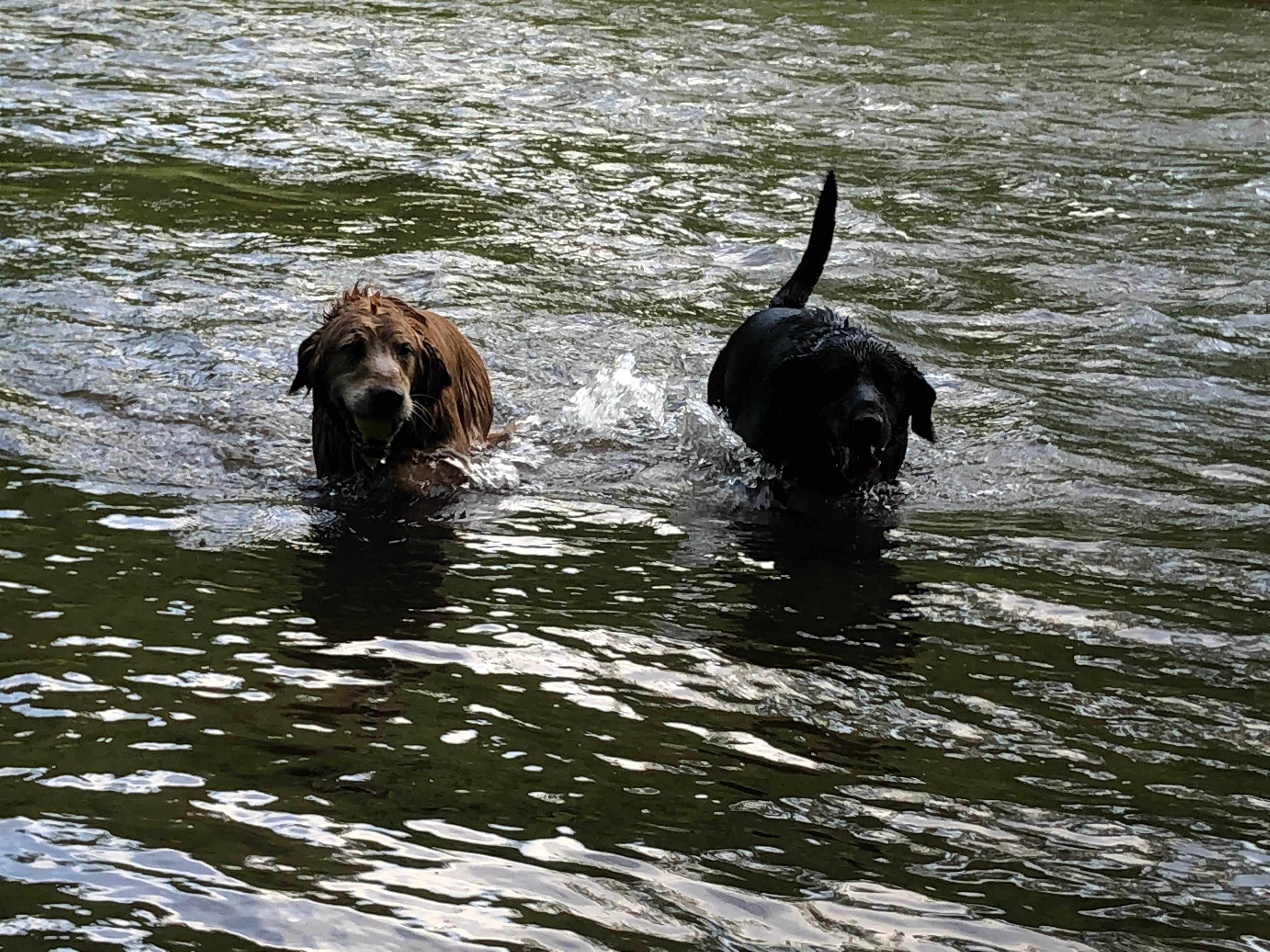 Kerrie K.'s photo of camping with pets at Tionesta Rec. Area Campground near Sheffield, PA