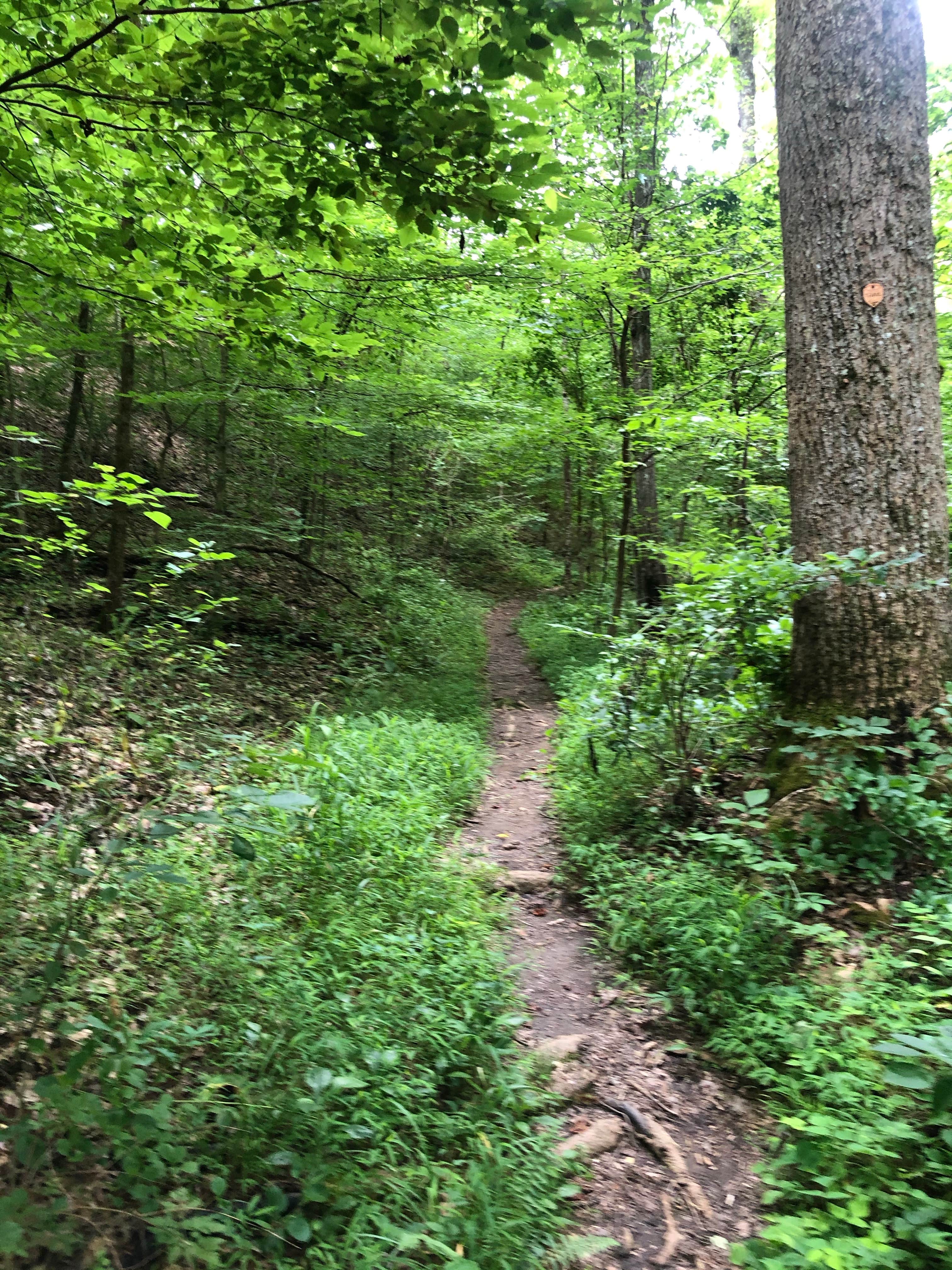 Camper-submitted photo at Big Ridge State Park Campground near Knoxville, TN