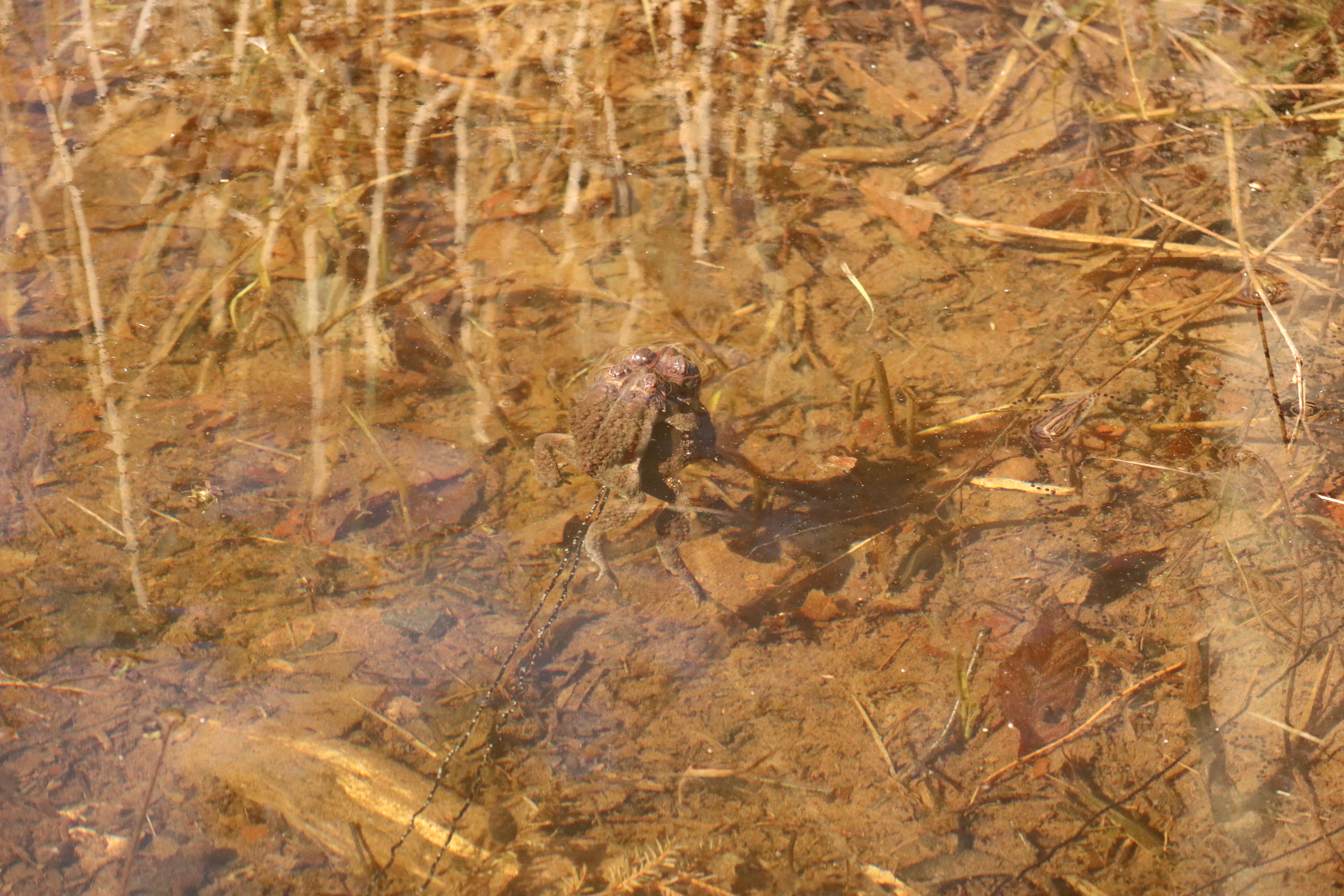Mating season in the creek