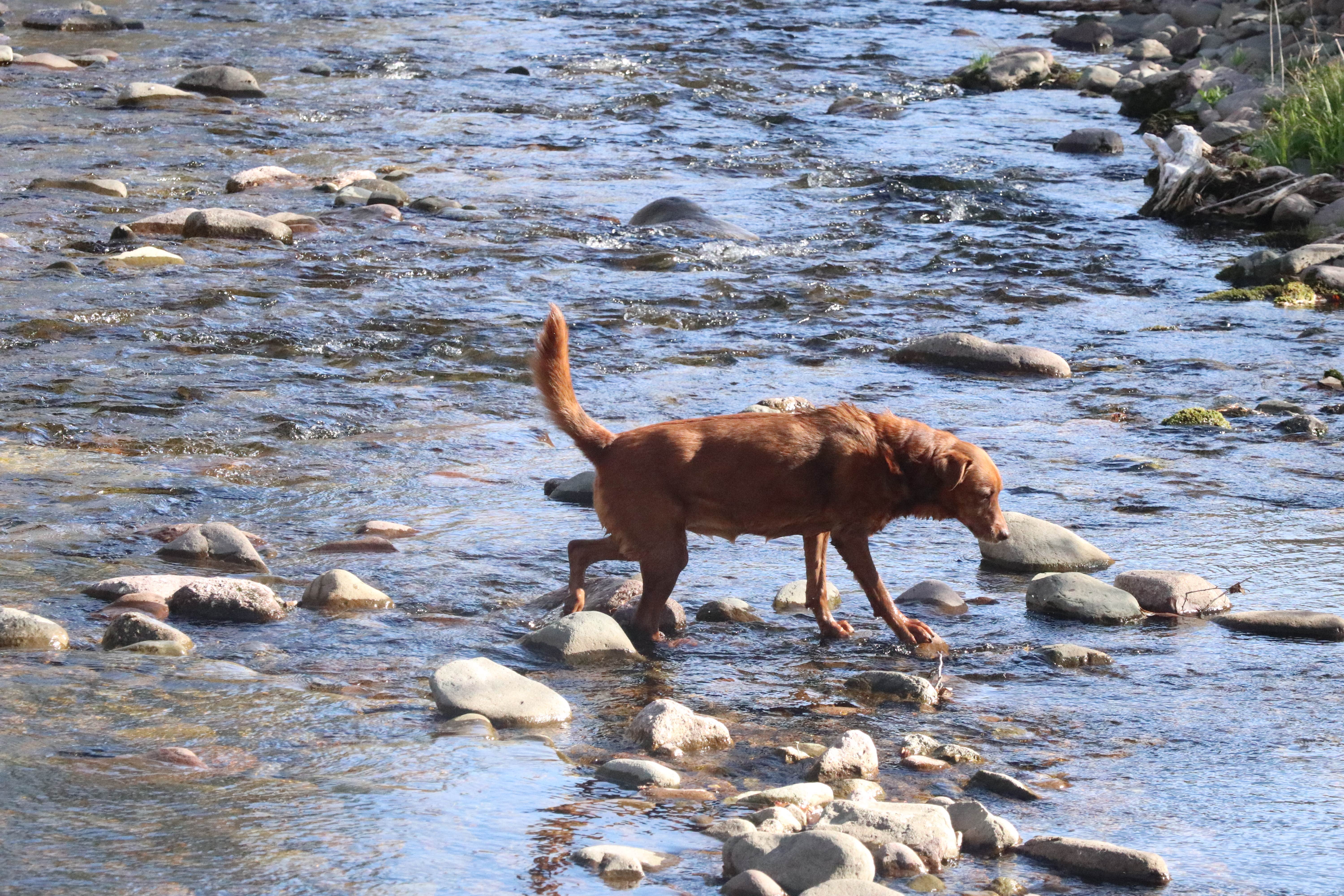 Camper-submitted photo at Slide Mountain Wilderness Roadside Campsite near Bloomville, NY